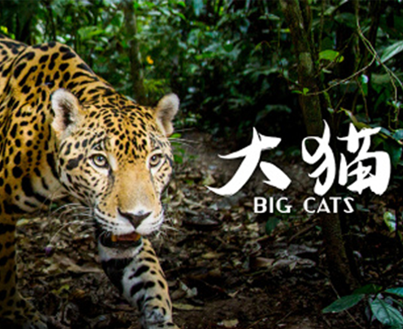 大猫纪录片免费观看完整版视频下载夸克网盘资源